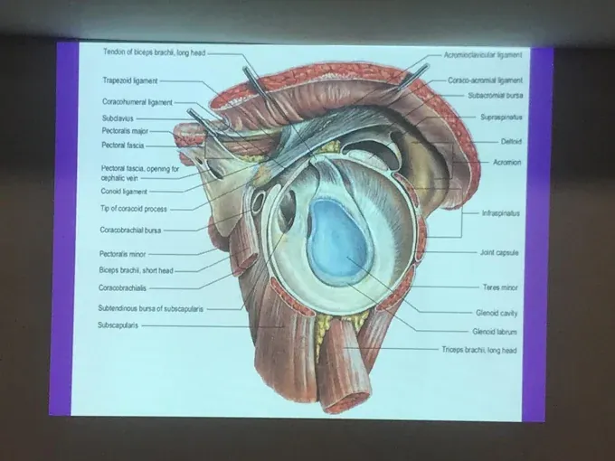 Lecture slide on anatomy